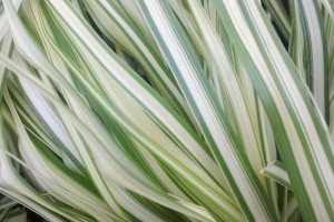 Grass Calamagrostis 'Lightning Strike' 